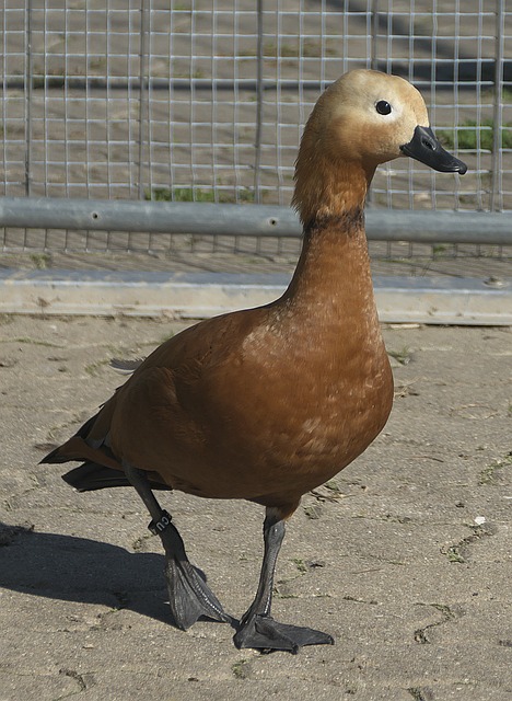 早早就开始